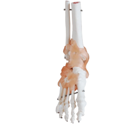 Sketletfod med lignamenter, anatomisk, 20 cm højde 